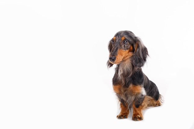 白で隔離のダックスフント犬 プレミアム写真 白で隔離のダックスフント犬 プレミアム写真