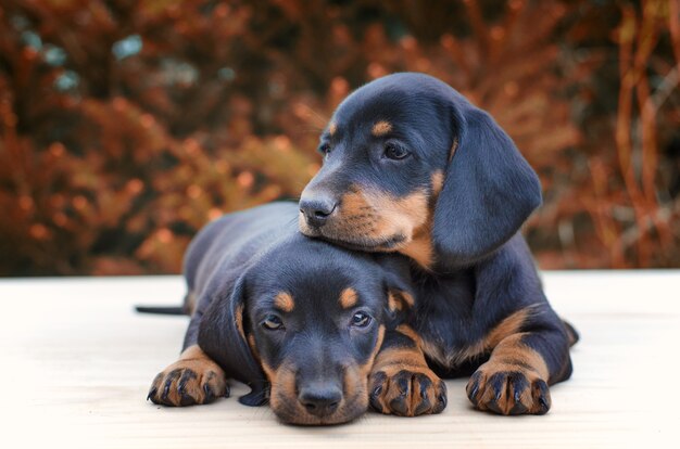 ダックスフントの子犬が一緒にいる