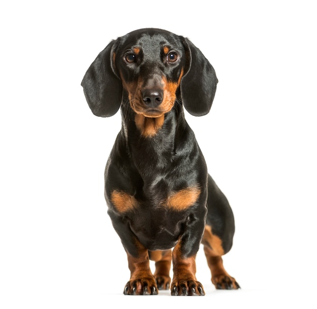 daschund hound