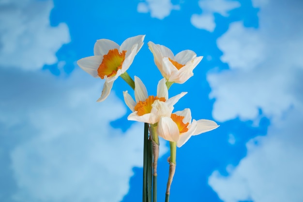 Бесплатное фото Нарцисс цветок в небе