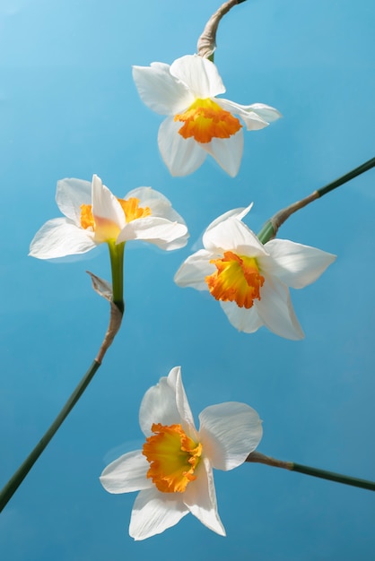 空の水仙の花