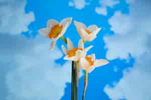 Free photo daffodil flower in the sky