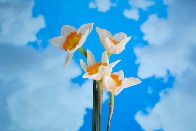 空の水仙の花