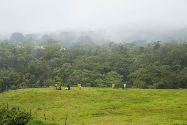 Dairy caws grazing and resting on green grass in costa rica
