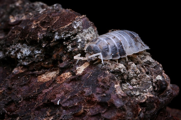 Dairy cow isopods camouflage on wood dairy cow isopods Closeup isopod