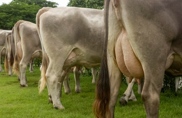 우유로 가득 찬 젖통이 있는 젖소 브라질 가축