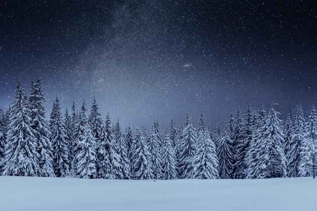 dairy star trek in the winter woods. dramatic and picturesque scene. in anticipation of the holiday. carpathian ukraine