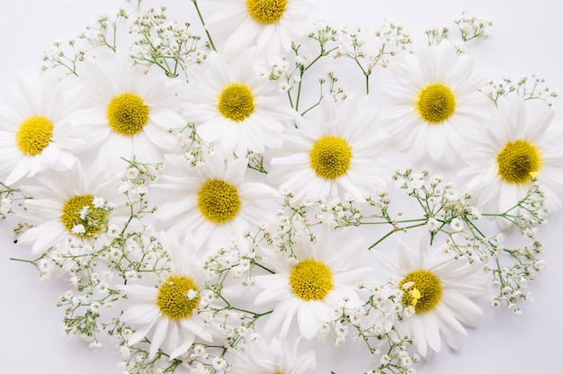 Daisies and baby's breath flowers mixed over a white background