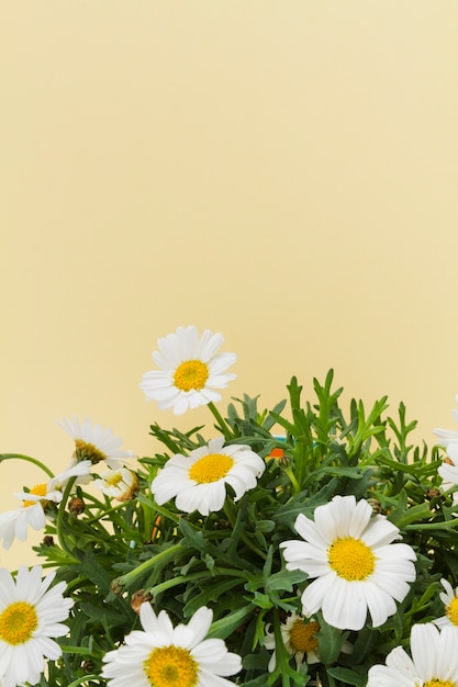 Daisies bouquet