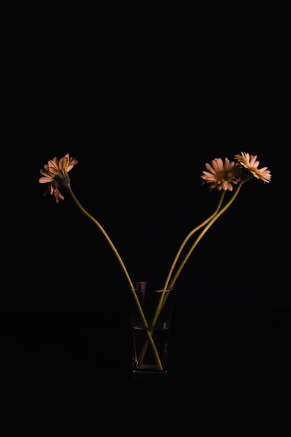 Free photo daisies in cup