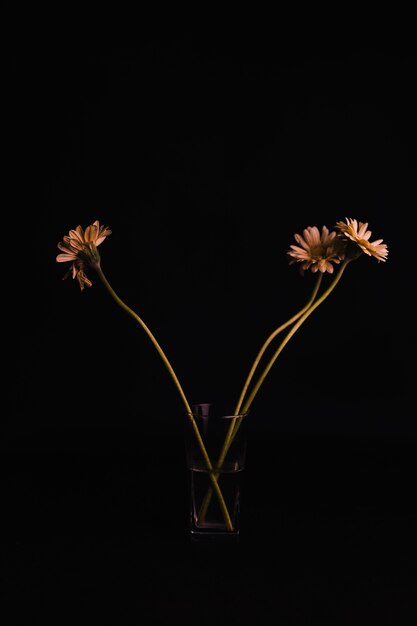 Daisies in cup