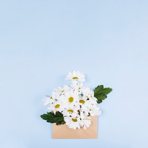 Daisies in a envelope