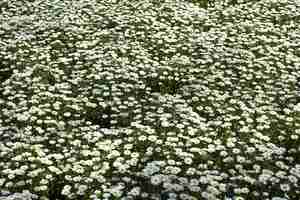 Foto gratuita campo daisies