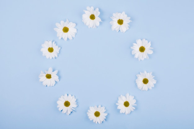 Daisies flowers in a circular shape
