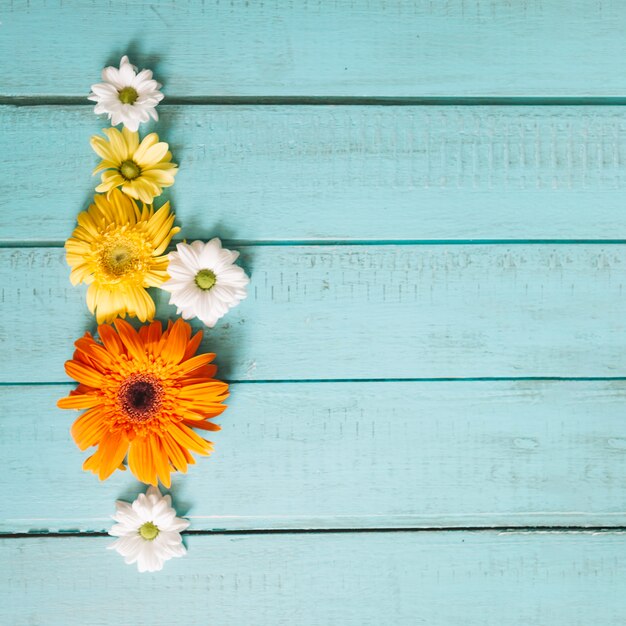 Daisies and Gerberas on blue wood