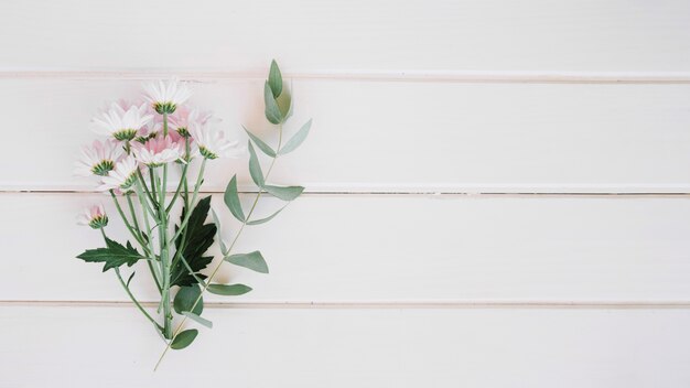 Daisies and leaves on white