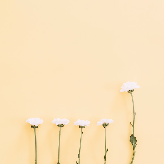 Free photo daisies