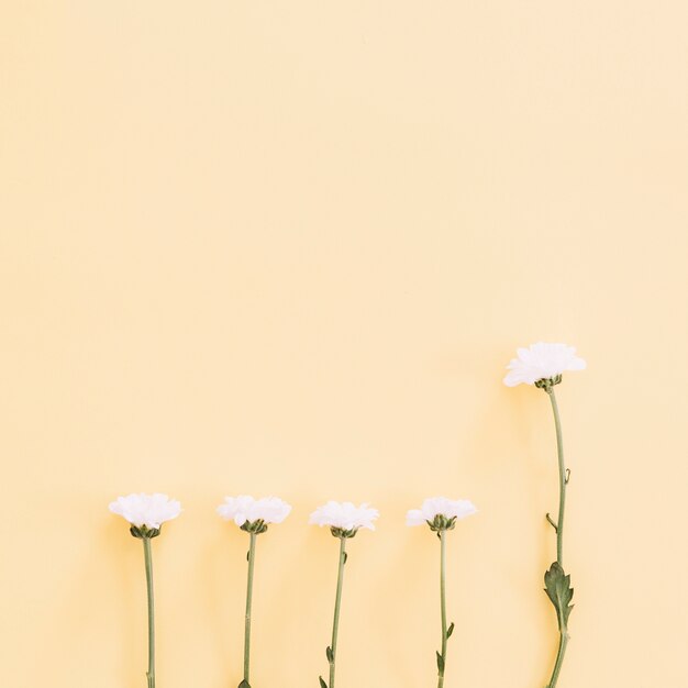 Daisies