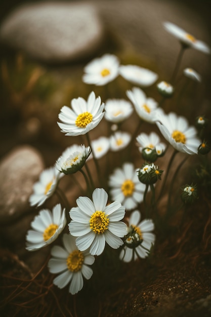 Daisy field landscape for wallpapers