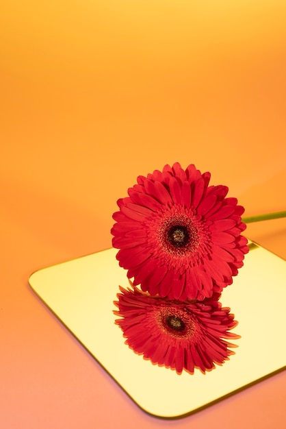 Цветок ромашки против зеркала и оранжевого фона