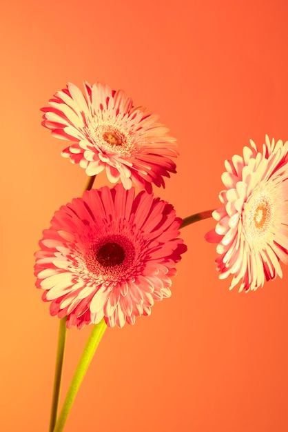 Daisy flower against orange background