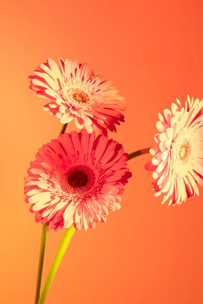 Daisy flower against orange background
