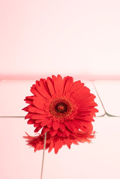 Daisy flower against pink background