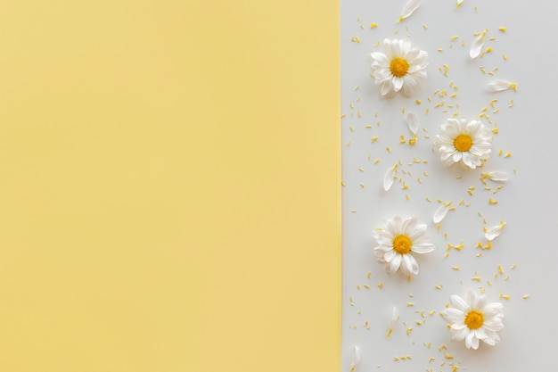 Daisy flower; pollen and petal on dual backdrop with copyspace