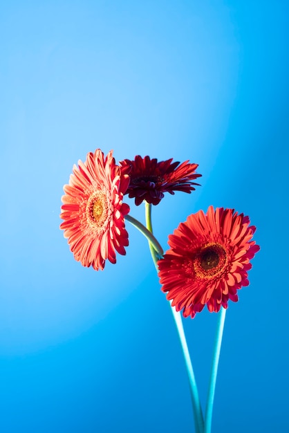 Daisy flowers against blue background