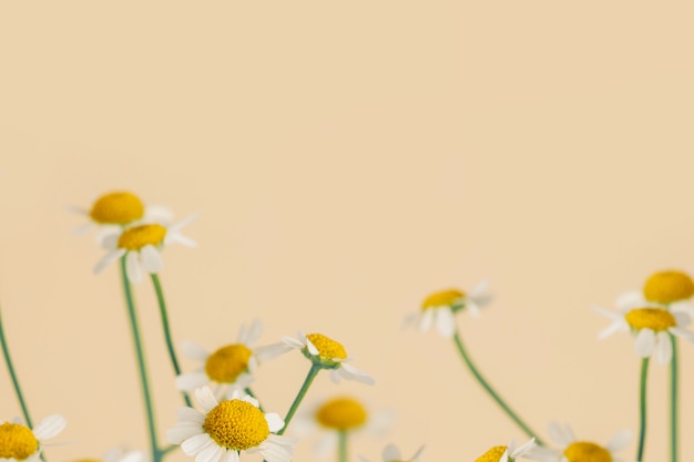Daisy flowers on a beige