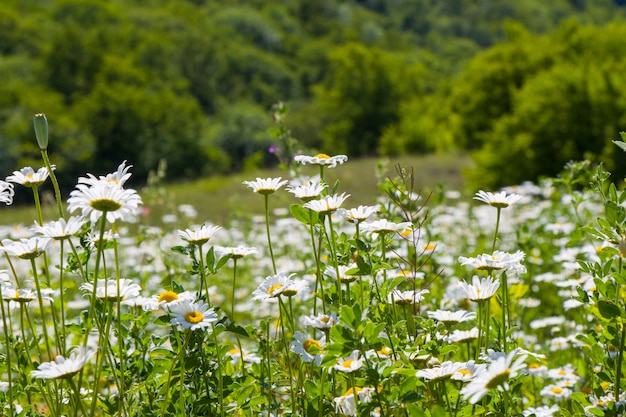 Daisy flowers field, large group of chamomiles, daylight and outdoor
