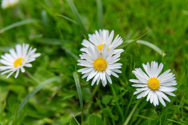 Free photo daisy flowers from the netherlands holland