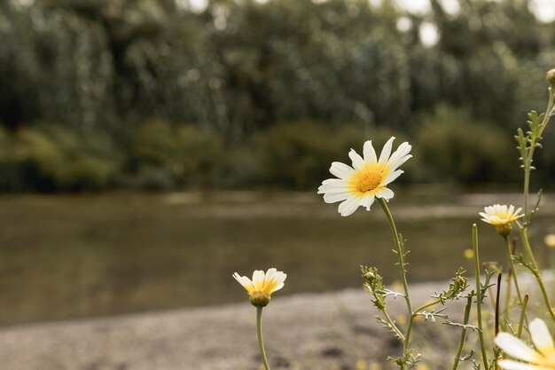 강 근처에 데이지 꽃