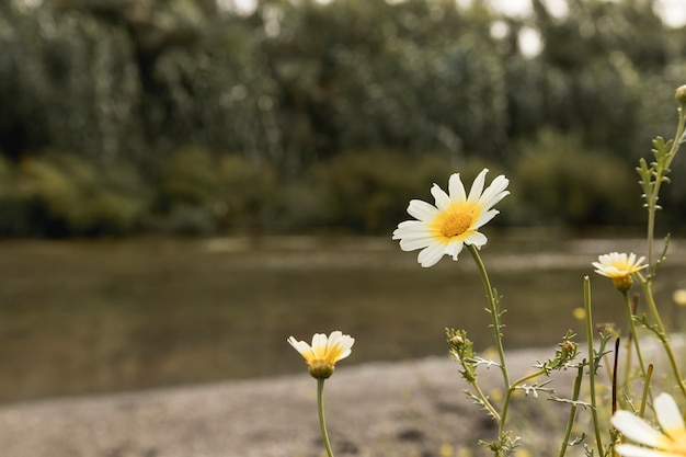 川の近くのデイジーの花