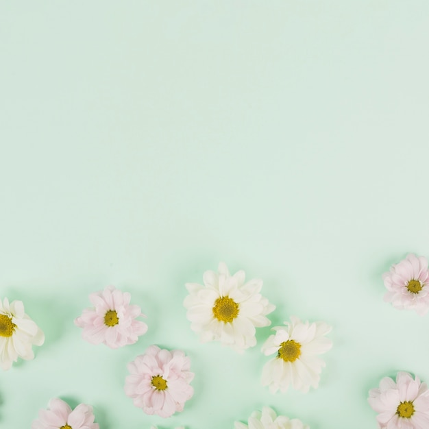 Free photo daisy heads on light blue