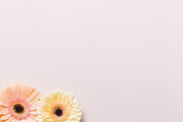 Daisy heads on white background