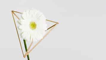 Free photo daisy inside wooden pyramid