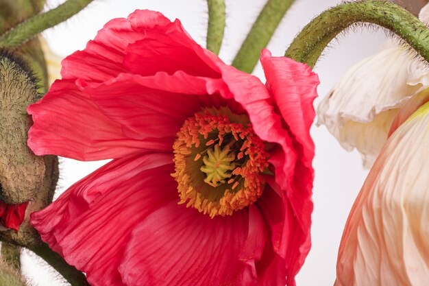 Daisy and poppy flowers bouquet