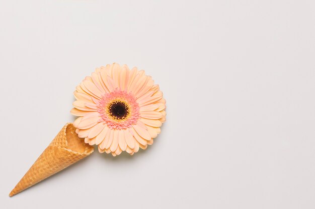 Daisy and waffle cone