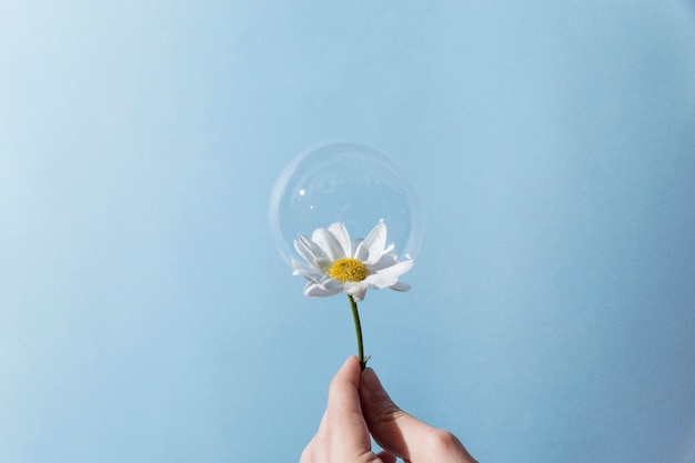 Foto gratuita daisy con una bolla d'aria