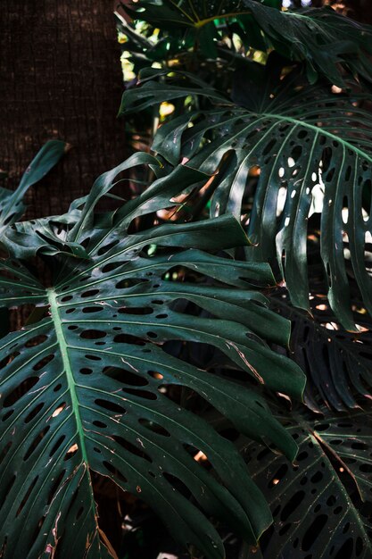 Damaged leaves of tropical plant