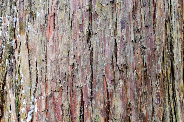 Damaged trunk texture