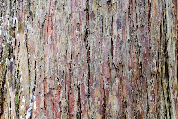 Damaged trunk texture