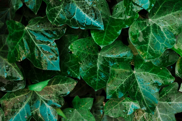 Damp leaves