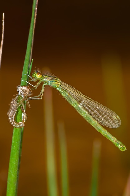 Damselfly moulting in a plant