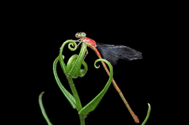 Damselfly appollaiato su una foglia verde damselfly closeup su foglie verdi