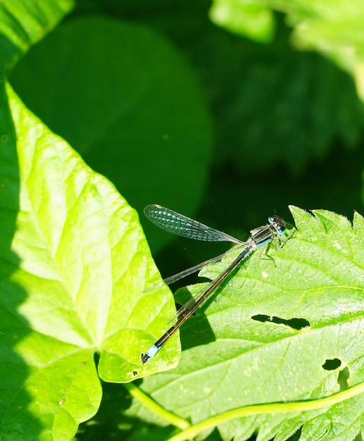 Damselfly sitting on a leaf under the bright sun