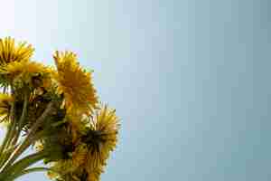 Free photo dandelion flower in the sky