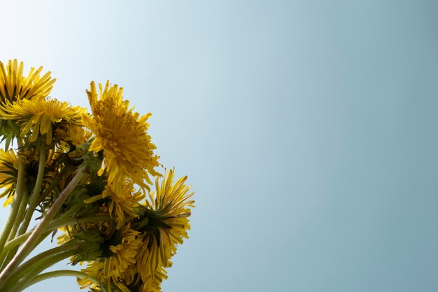 Dandelion flower in the sky