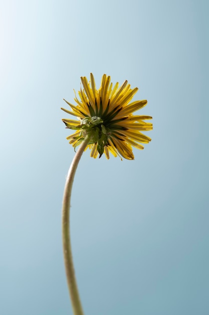 Foto gratuita fiore di tarassaco nel cielo